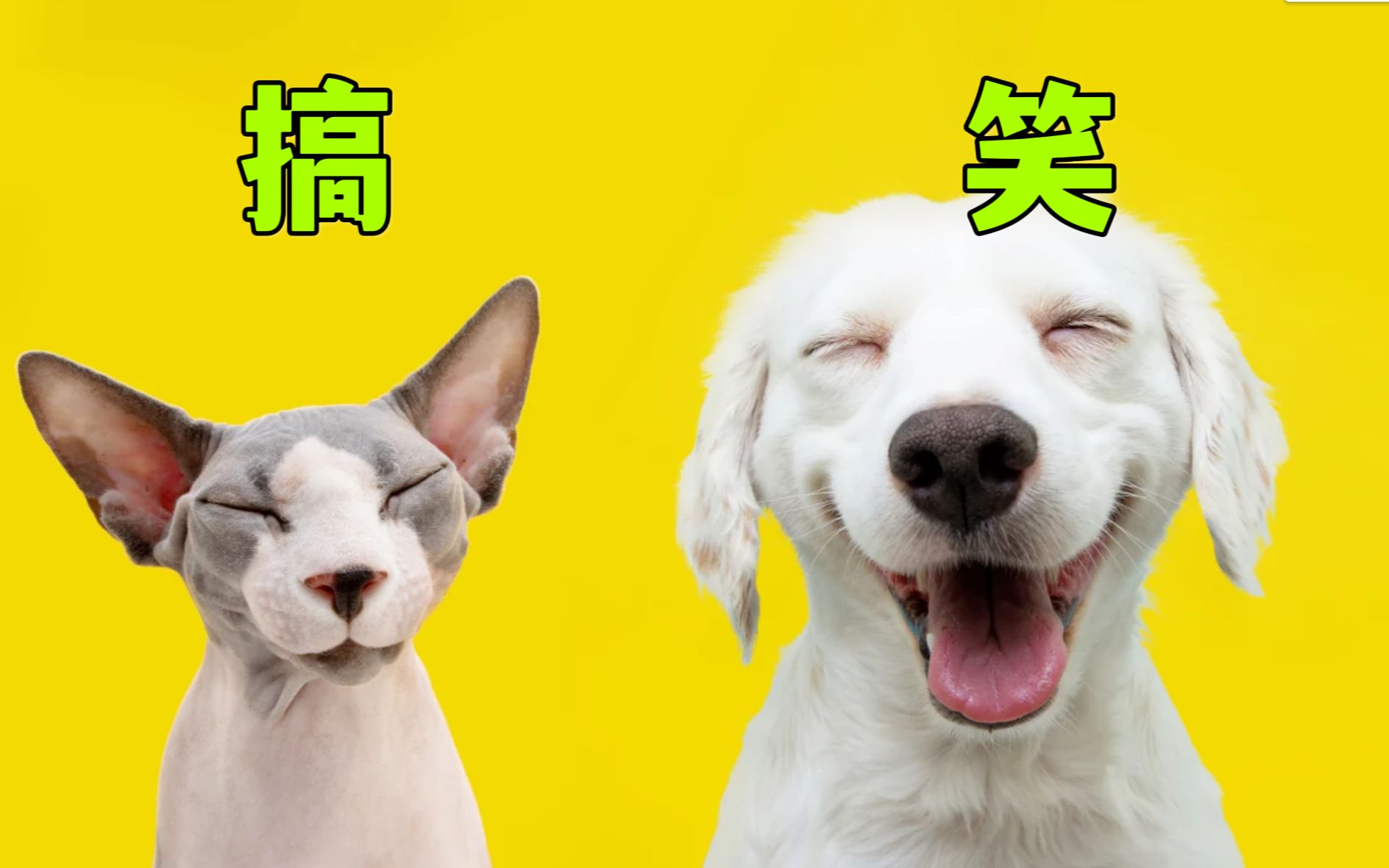 红桃免费-萌宠搞笑视频